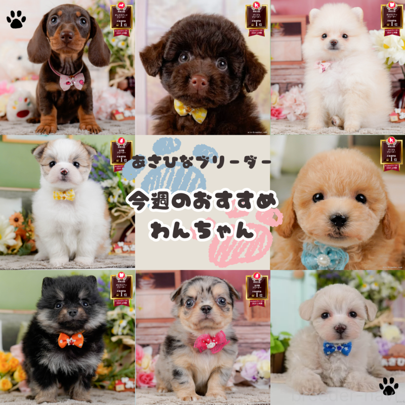 販売中の神奈川県のチワックス:チワワ×ミニチュアダックスフンド-428821の3枚目