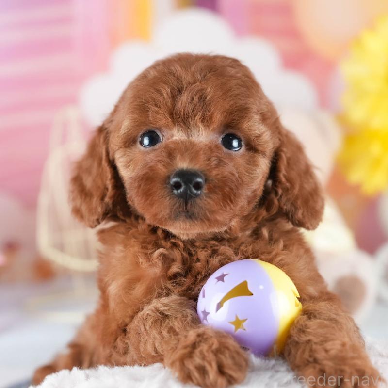 販売中の茨城県のトイプードル-441897の1枚目