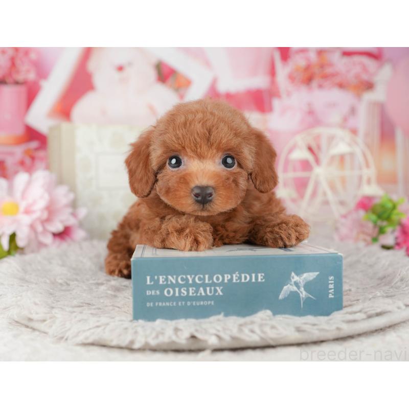 販売中の千葉県のトイプードル-441925の9枚目