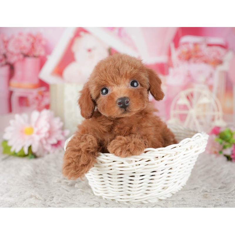 販売中の千葉県のトイプードル-441925の8枚目