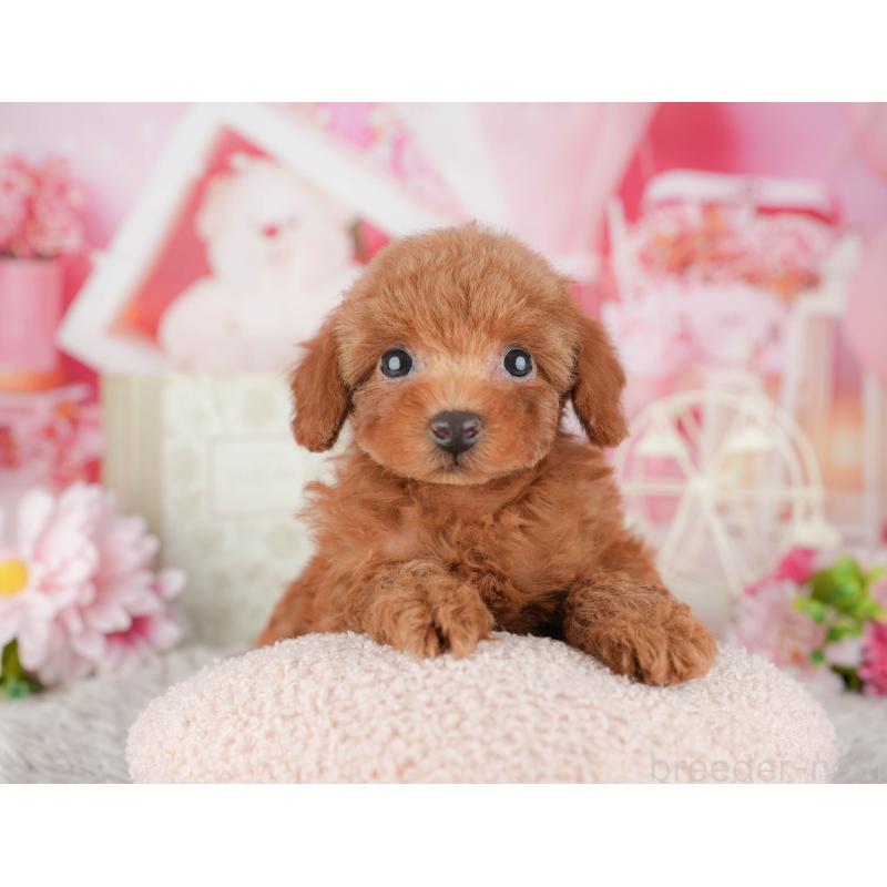 販売中の千葉県のトイプードル-441925の7枚目