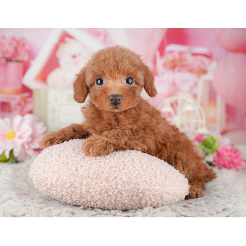 販売中の千葉県のトイプードル-441925の6枚目