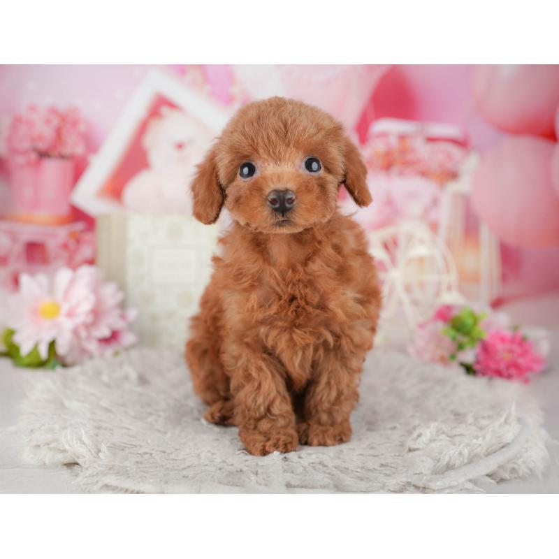 販売中の千葉県のトイプードル-441925の5枚目