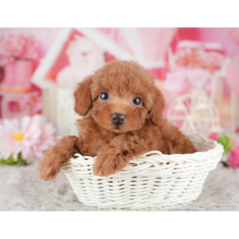 販売中の千葉県のトイプードル-441925の3枚目