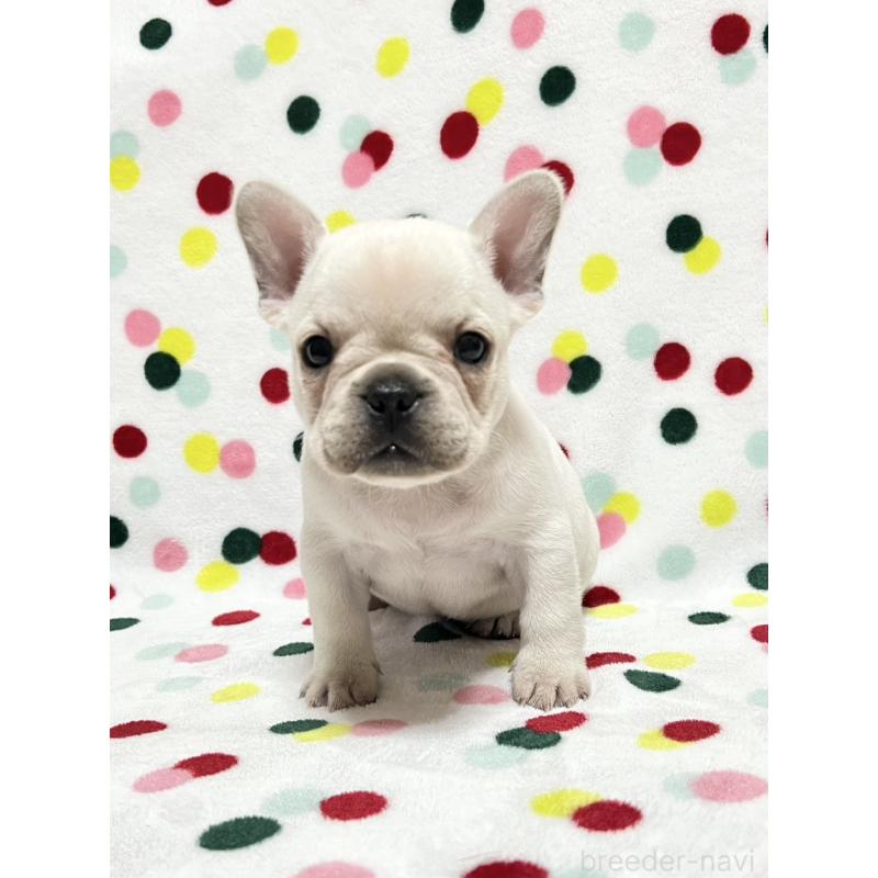 販売中の香川県のフレンチブルドッグ-441898の1枚目