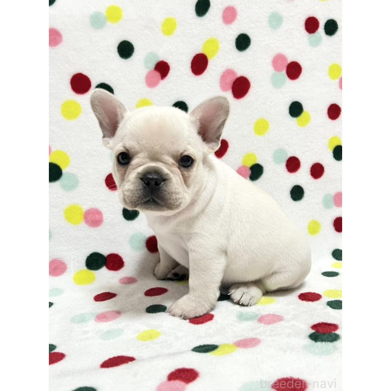 販売中の香川県のフレンチブルドッグ-441898の3枚目