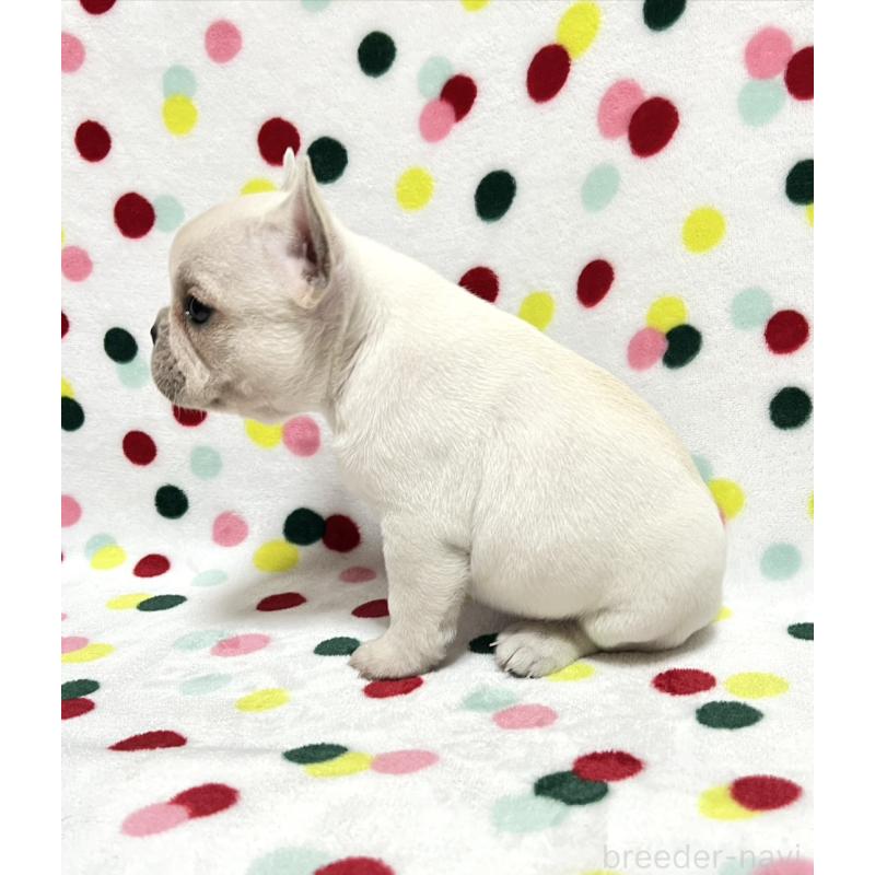 販売中の香川県のフレンチブルドッグ-441898の4枚目