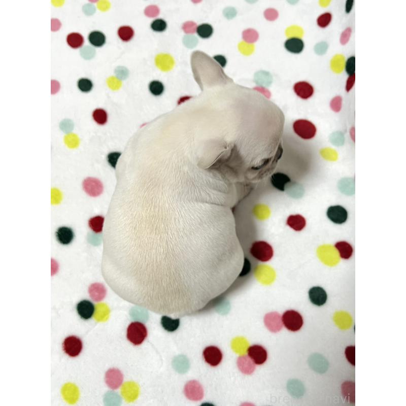 販売中の香川県のフレンチブルドッグ-441898の2枚目