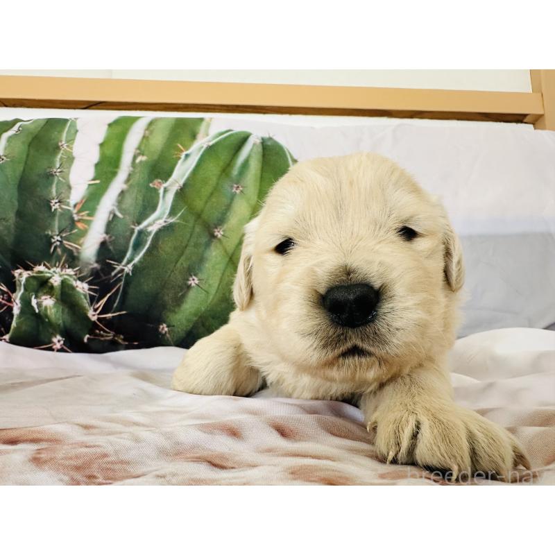 販売中の千葉県のゴールデンレトリーバー-440022の12枚目