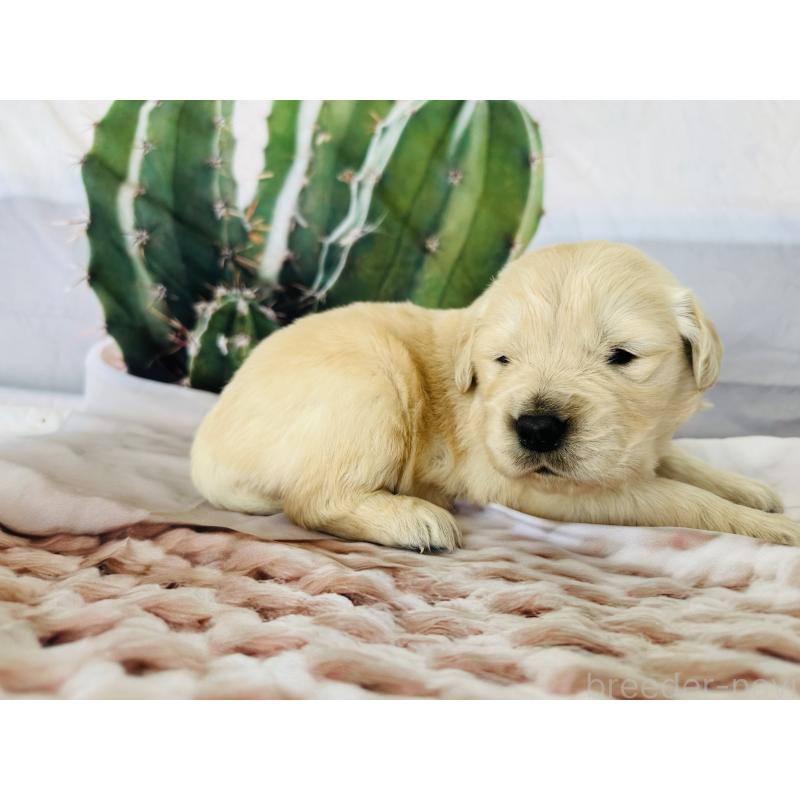 販売中の千葉県のゴールデンレトリーバー-440022の11枚目