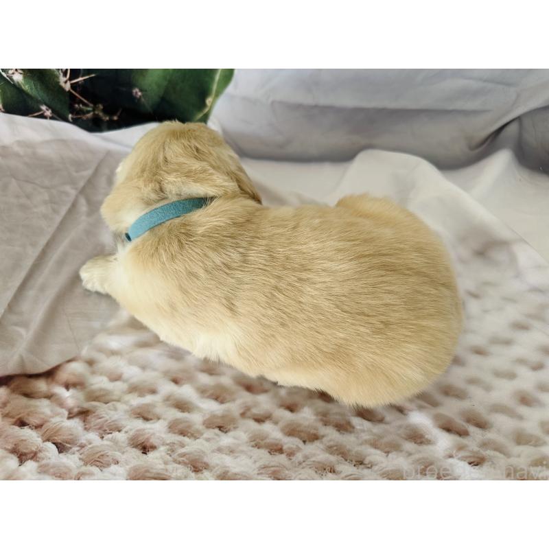 販売中の千葉県のゴールデンレトリーバー-440022の10枚目