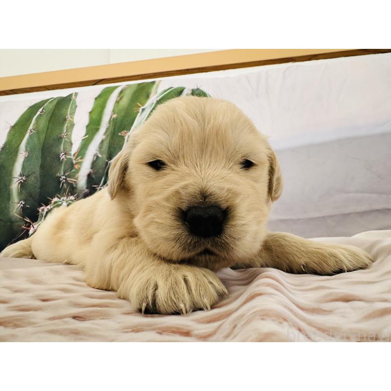 販売中の千葉県のゴールデンレトリーバー-440022の8枚目