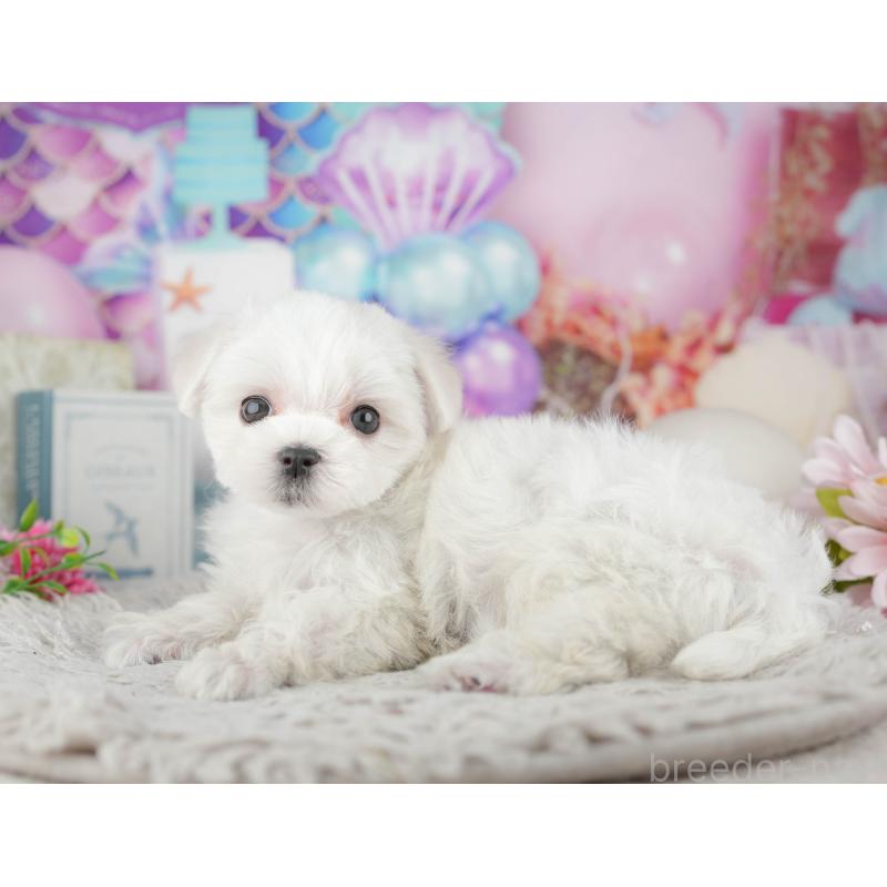 販売中の千葉県のマルチーズ-441909の11枚目