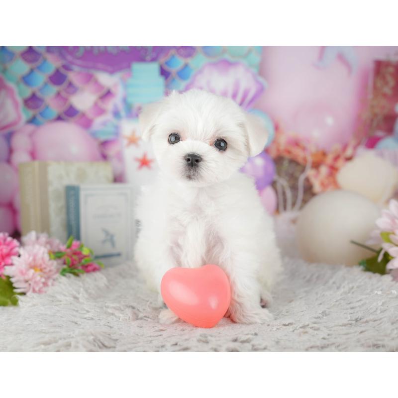 販売中の千葉県のマルチーズ-441909の10枚目