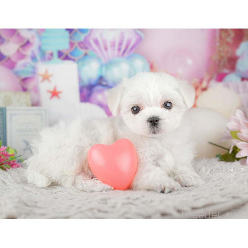 販売中の千葉県のマルチーズ-441909の9枚目