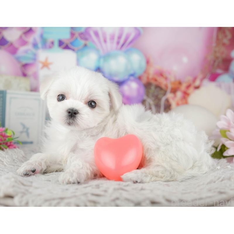 販売中の千葉県のマルチーズ-441909の8枚目