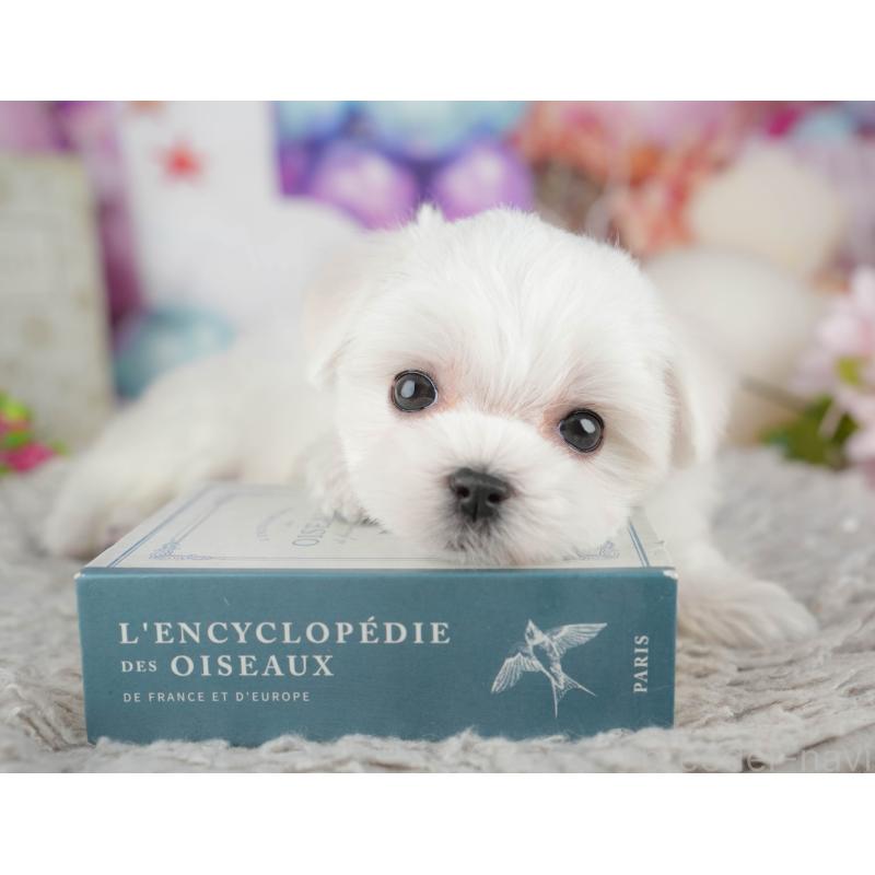 販売中の千葉県のマルチーズ-441909の7枚目