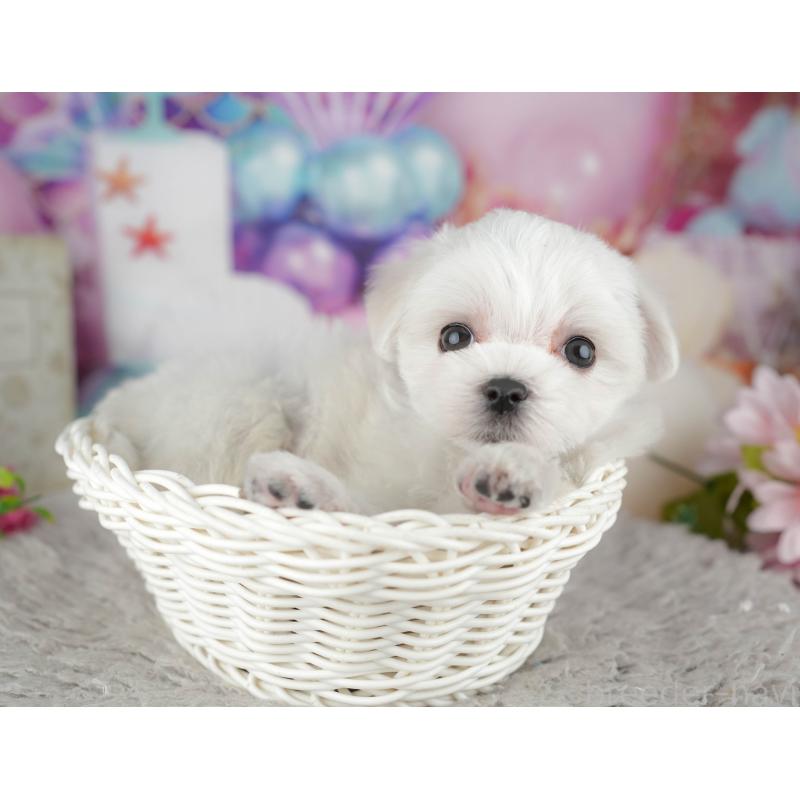 販売中の千葉県のマルチーズ-441909の6枚目