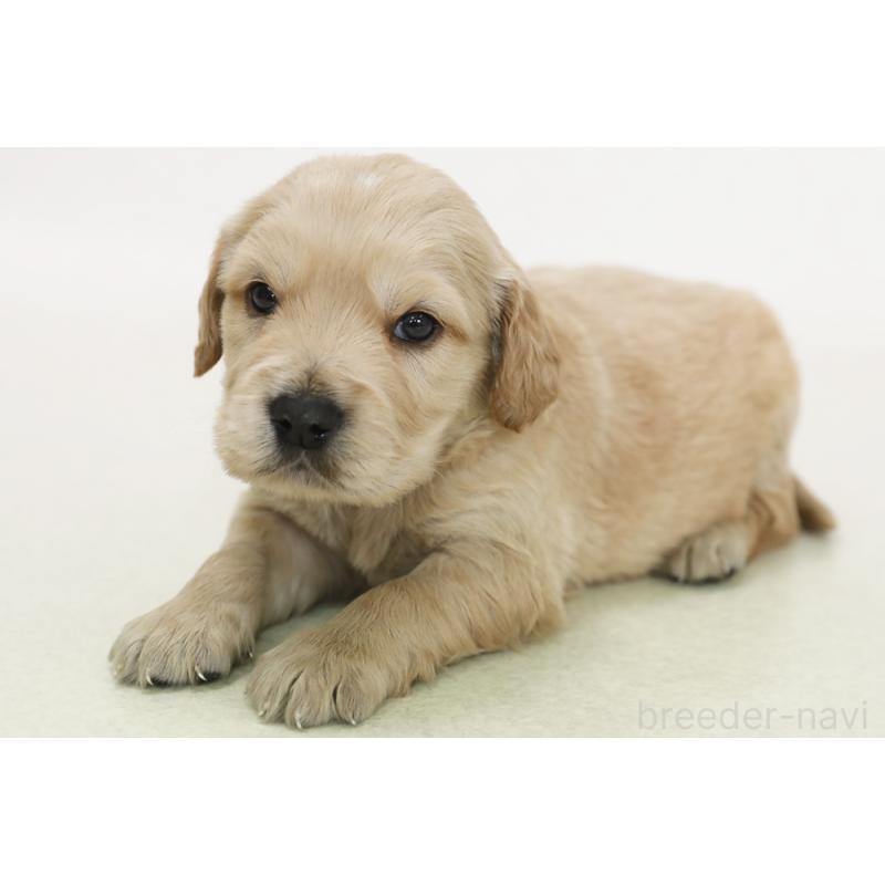 販売中の神奈川県のミックス犬-441901の1枚目