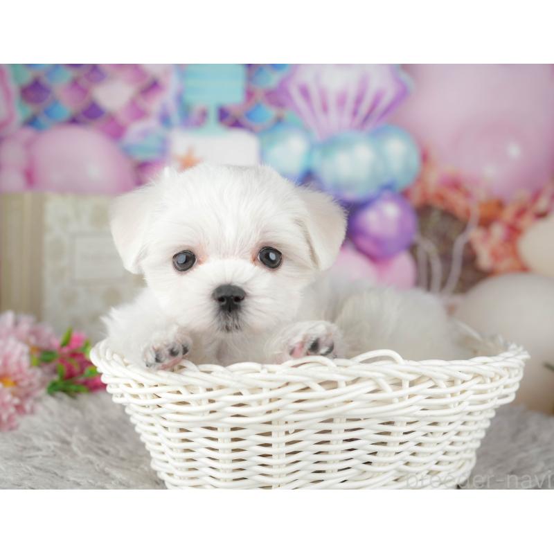 販売中の千葉県のマルチーズ-441909の5枚目
