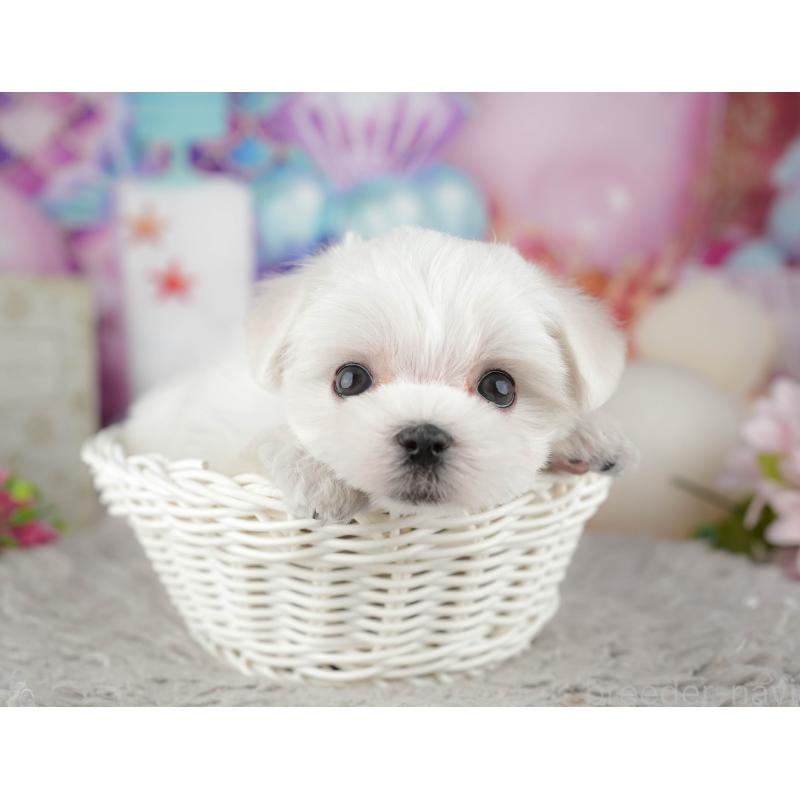 販売中の千葉県のマルチーズ-441909の4枚目