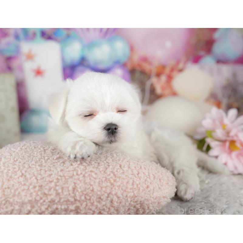 販売中の千葉県のマルチーズ-441909の3枚目