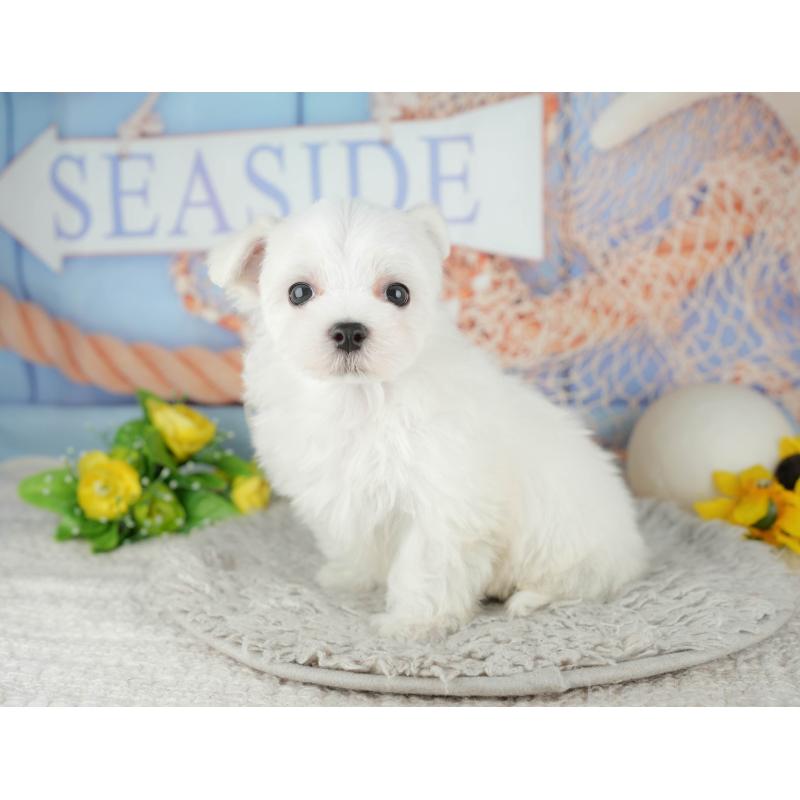 販売中の千葉県のマルチーズ-441923の11枚目