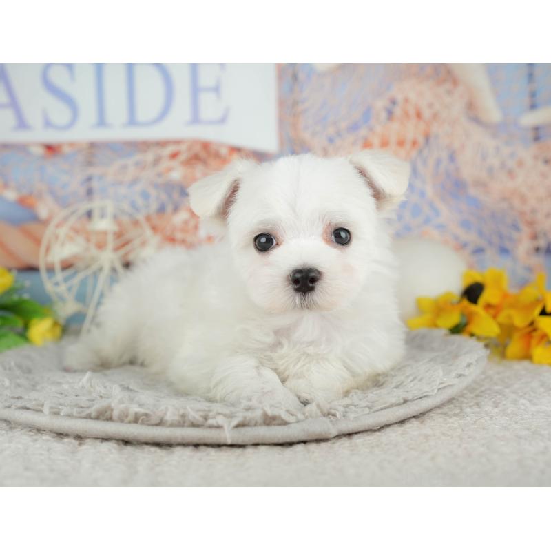 販売中の千葉県のマルチーズ-441923の10枚目