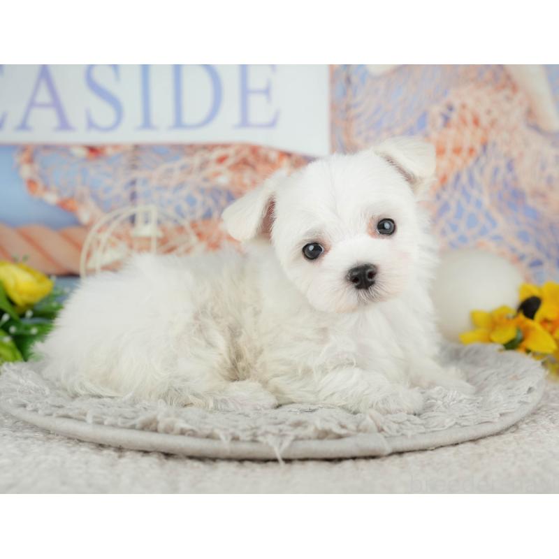 販売中の千葉県のマルチーズ-441923の9枚目