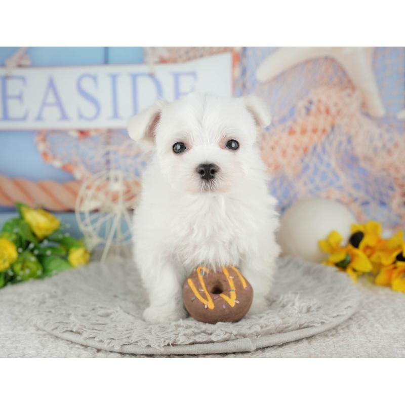 販売中の千葉県のマルチーズ-441923の8枚目