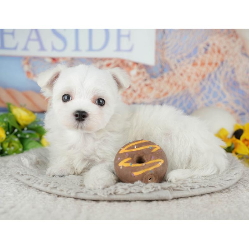 販売中の千葉県のマルチーズ-441923の7枚目