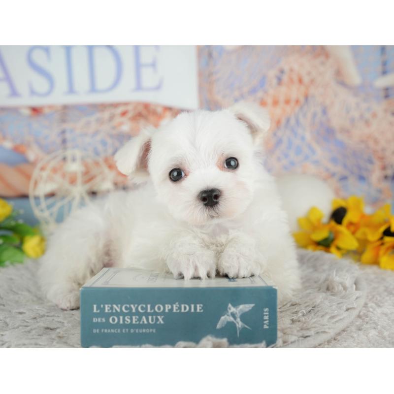 販売中の千葉県のマルチーズ-441923の6枚目