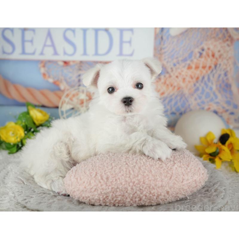 販売中の千葉県のマルチーズ-441923の5枚目