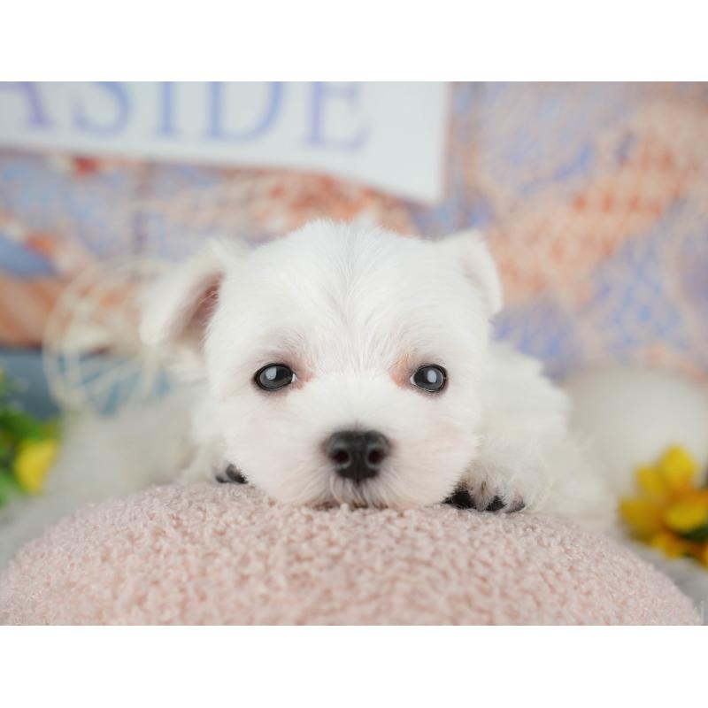 販売中の千葉県のマルチーズ-441923の4枚目