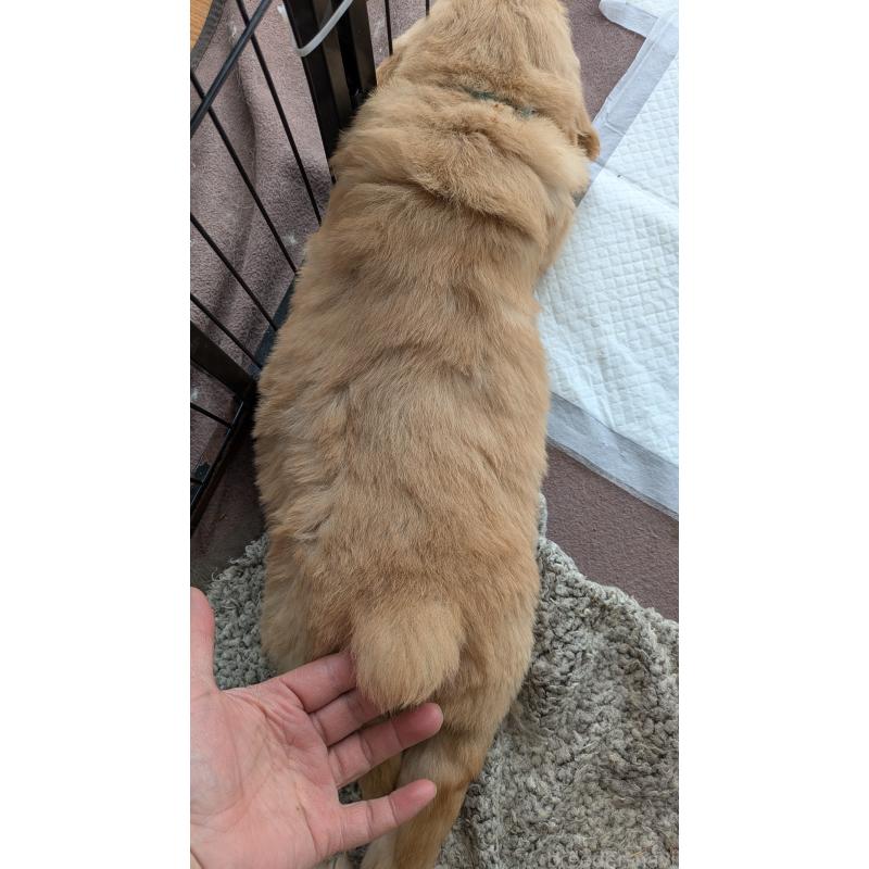 販売中の滋賀県のゴールデンレトリーバー-441904の2枚目