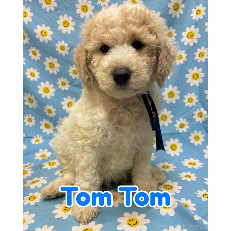 成約済の茨城県のミニチュアプードル-441911の1枚目