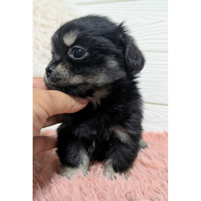 販売中の宮崎県のミックス犬-441905の7枚目