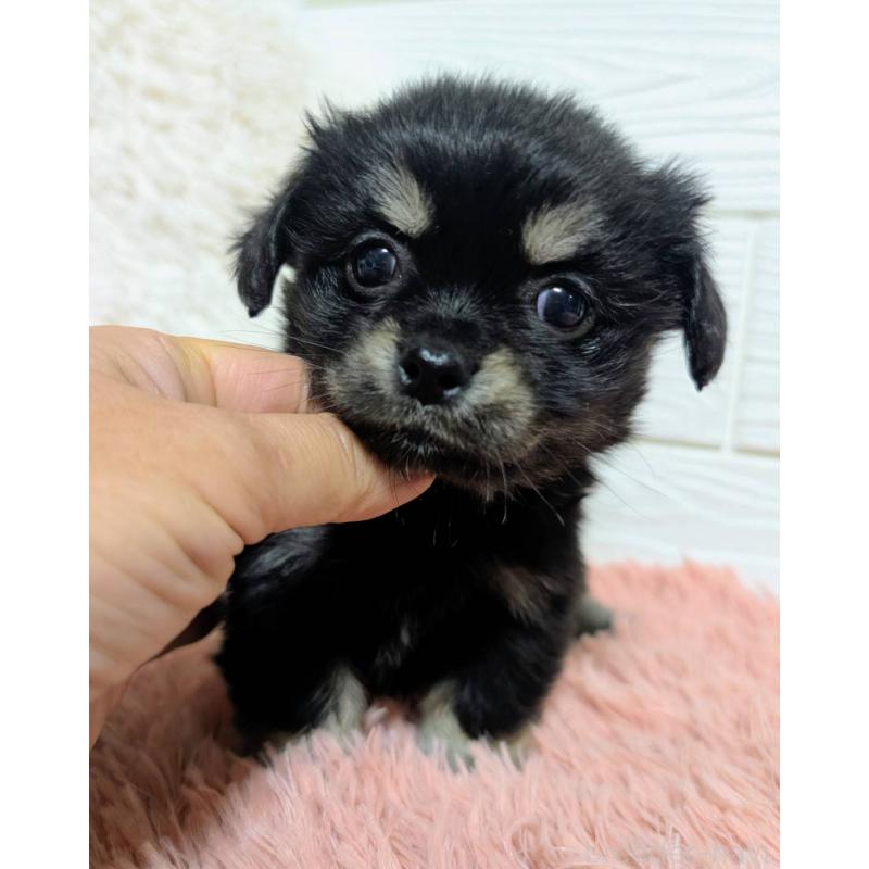 販売中の宮崎県のミックス犬-441905の6枚目