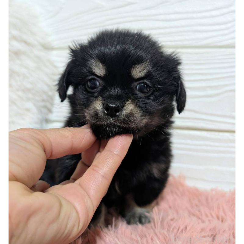 販売中の宮崎県のミックス犬-441905の5枚目