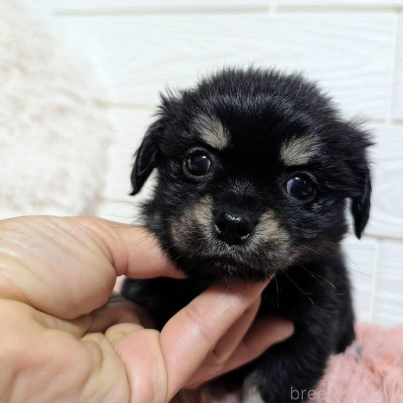 販売中の宮崎県のミックス犬-441905