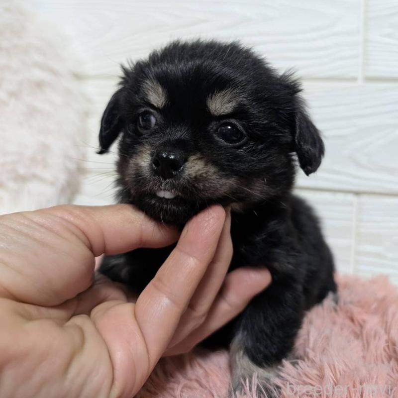 販売中の宮崎県のミックス犬-441905の4枚目