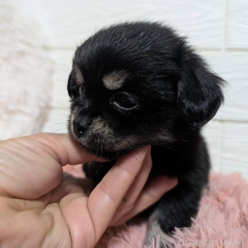 販売中の宮崎県のミックス犬-441905の3枚目