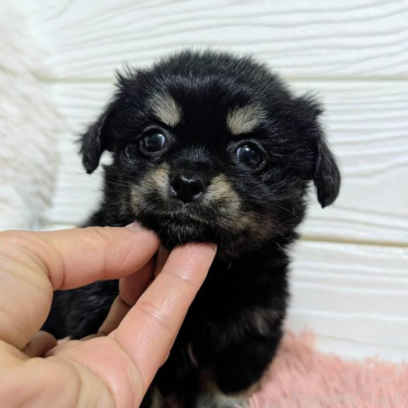 販売中の宮崎県のミックス犬-441905の2枚目