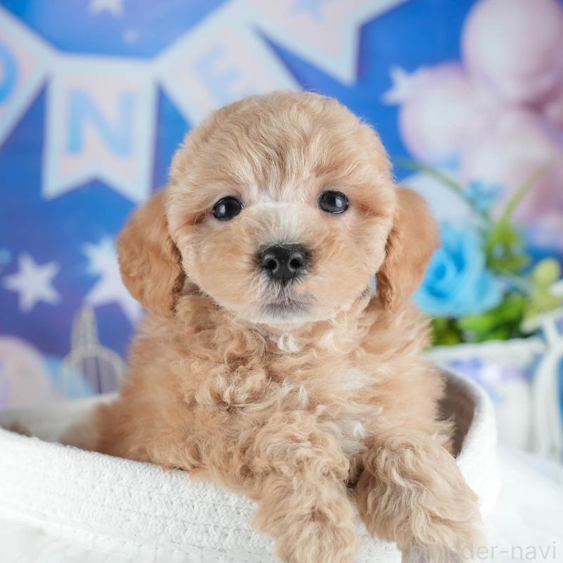 販売中の茨城県のミックス犬-441907