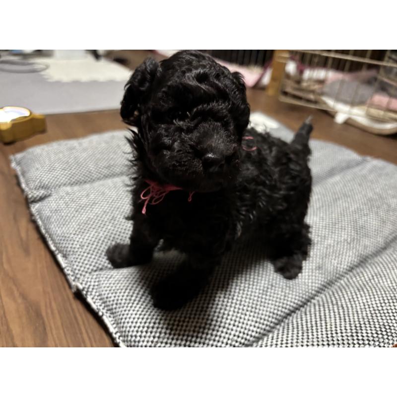 商談中の群馬県のトイプードル-441916の7枚目