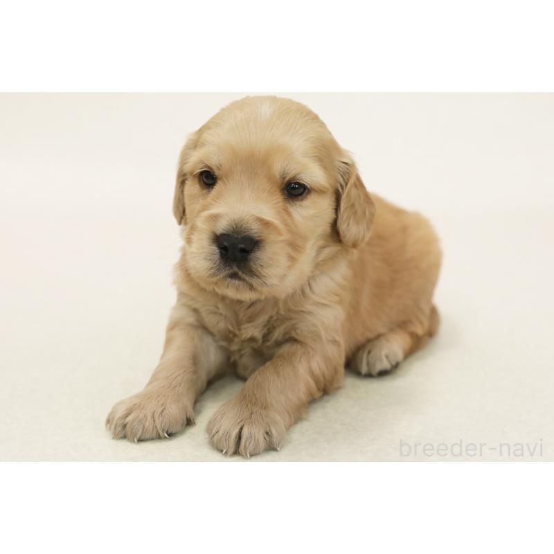 販売中の神奈川県のミックス犬-441908