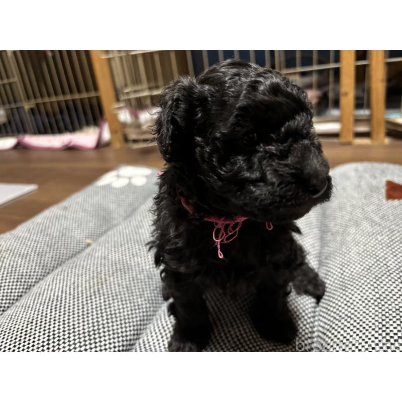 商談中の群馬県のトイプードル-441916の6枚目