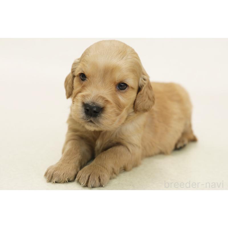 販売中の神奈川県のミックス犬-441910の1枚目