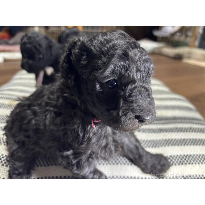 商談中の群馬県のトイプードル-441916の5枚目