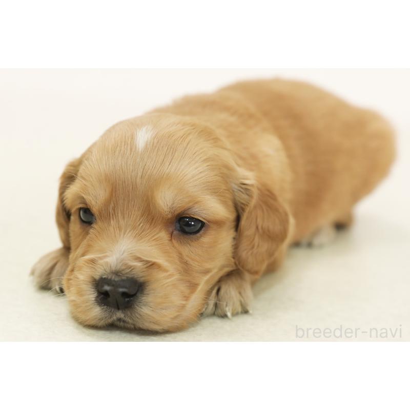 販売中の神奈川県のミックス犬-441912